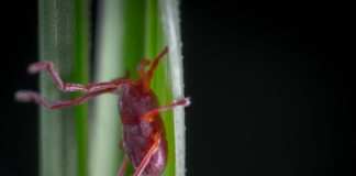 Jak prawidłowo wyciągnąć kleszcza