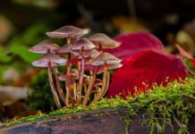 Jak pozbyć się grzyba z rolet?