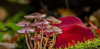 Jak pozbyć się grzyba z rolet?