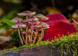 Jak pozbyć się grzyba z rolet?