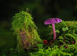 Czym rozcieńczyć farbę drogowa?