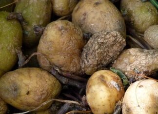 Jak usunąć pleśń z rolety dzień noc?