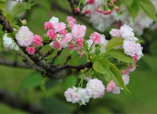 Ile wynosi żywotność laserowego źródła światła? Ile wynosi żywotność laserowego źródła światła?