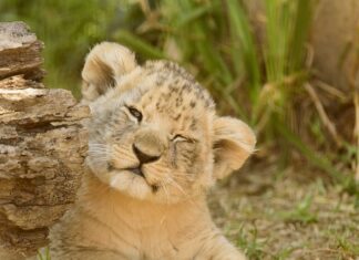 Kiedy wymieniać wodę w oczku wodnym? Kiedy wymieniać wodę w oczku wodnym?