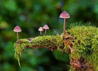 Jakie mamy rodzaje rozpuszczalników?