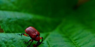 Z czego składa się resor?