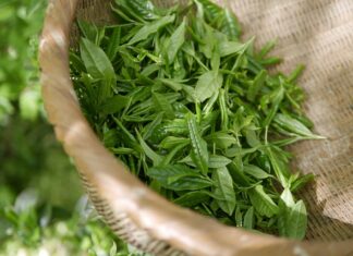 Dlaczego wodą w oczku wodnym jest zielona? Dlaczego wodą w oczku wodnym jest zielona?