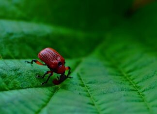 Jak sprawdzić resor? Jak sprawdzić resor?