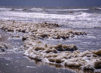 Jak pozbyć się glonów ze stawu? Jak pozbyć się glonów ze stawu?