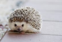 Ile wytrzyma kołek rozporowy? Ile wytrzyma kołek rozporowy?