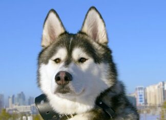 Jak Odkurzać żaluzje?