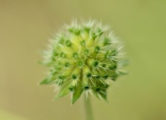 Czy Alpina to dobra firma?