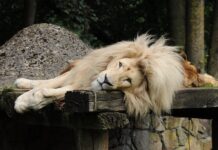 Czy warto kupić Thule?