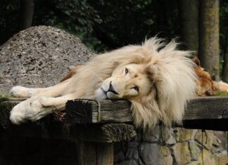 Czy warto kupić Thule?