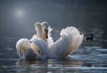 Jak łączenie taśmy LED pod kątem 90? Jak łączenie taśmy LED pod kątem 90?