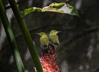 Co zrobić żeby nie było pająków w domu?