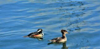 Co to jest nurnik w siłowniku?