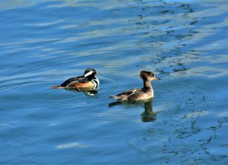 Co to jest nurnik w siłowniku?
