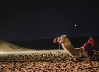 Jak zrobić Dudy z rękawiczki?