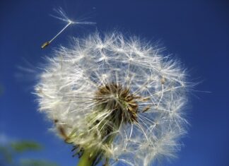 Co oznacza OZ w rękawicach bokserskich?