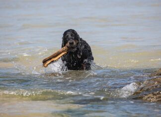 Ile kosztuje sprowadzenie auta z Rosji?